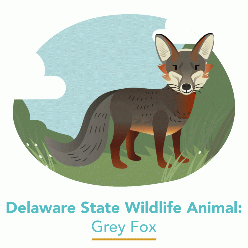 Delaware State Wildlife Animal - Grey Fox